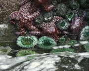 MG 8008 Starfish - Sea Urchins